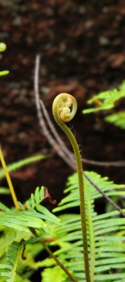 Thumbnail of pic_Derek_Wong_047.jpg