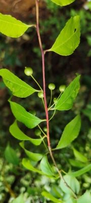 Thumbnail of pic_Derek_Wong_048.jpg
