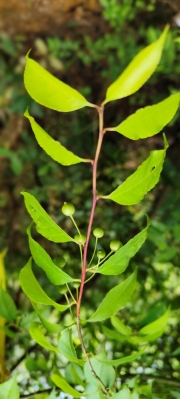 Thumbnail of pic_Derek_Wong_049.jpg