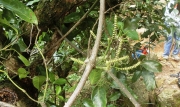 Thumbnail of pic_Loong_019.JPG