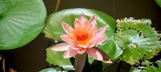 Thumbnail of pic_Cindy_Tse_014.jpg