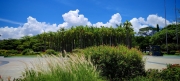 Thumbnail of pic_Cindy_Tse_028.jpg