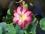 Thumbnail of pic_Szeto_053.jpg