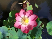 Thumbnail of pic_Szeto_054.jpg