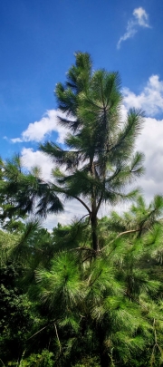 Thumbnail of pic_Cindy_Tse_019.jpg