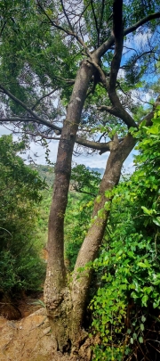 Thumbnail of pic_Cindy_Tse_023.jpg