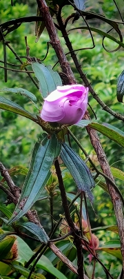 Thumbnail of pic_Cindy_Tse_026.jpg