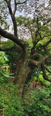 Thumbnail of pic_Derek_Wong_012.jpg