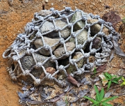 Thumbnail of pic_Lee_Shing_034.JPG