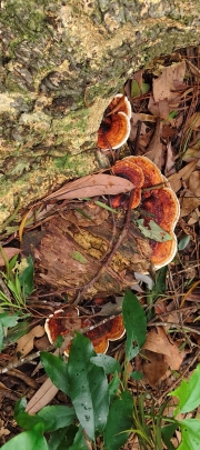 Thumbnail of pic_Derek_Wong_003.jpg