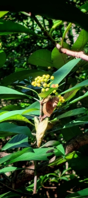 Thumbnail of pic_Cindy_Tse_022.jpg