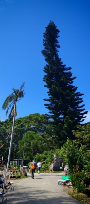 Thumbnail of pic_Cindy_Tse_040.jpg