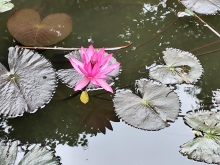 Thumbnail of pic_Anissa_Yip_002.jpg