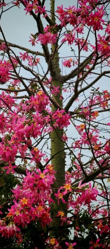 Thumbnail of pic_Cindy_Tse_004.jpg