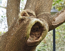 Thumbnail of pic_Lee_Shing_008.JPG