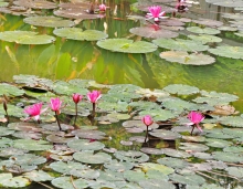 Thumbnail of pic_Lee_Shing_010.JPG