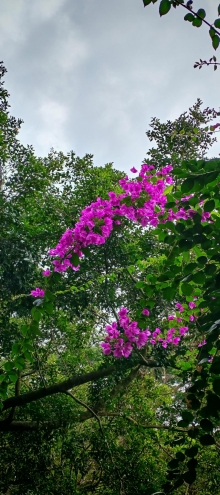 Thumbnail of pic_Cindy_Tse_062.jpg