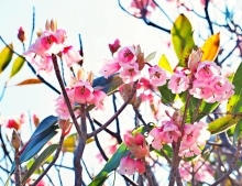 Thumbnail of pic_Lee_Shing_020.JPG