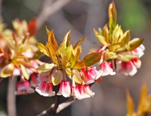 Thumbnail of pic_Lee_Shing_023.JPG