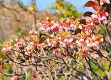 Thumbnail of pic_Lee_Shing_026.JPG