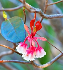 Thumbnail of pic_Lee_Shing_028.JPG