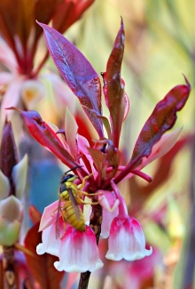 Thumbnail of pic_Lee_Shing_030.JPG