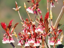 Thumbnail of pic_Lee_Shing_031.JPG