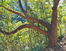 Thumbnail of pic_Lee_Shing_032.JPG