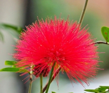 Thumbnail of pic_Lee_Shing_036.JPG