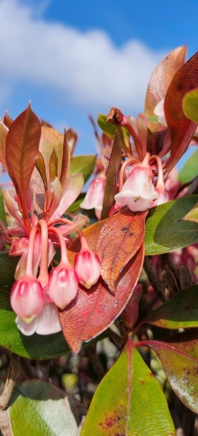 Thumbnail of pic_Si9_027.jpg