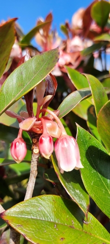 Thumbnail of pic_Si9_028.jpg