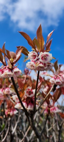 Thumbnail of pic_Si9_029.jpg