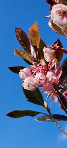 Thumbnail of pic_Si9_037.jpg