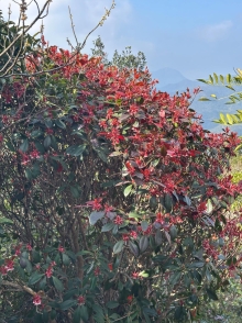 Thumbnail of pic_TB_Tung_011.JPG