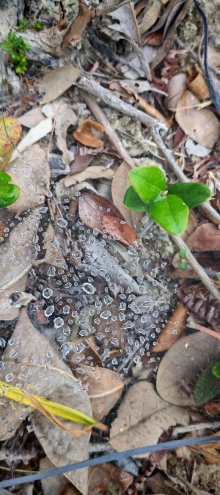 Thumbnail of pic_Cindy_Tse_010.jpg