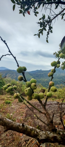 Thumbnail of pic_Cindy_Tse_012.jpg