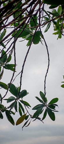 Thumbnail of pic_Cindy_Tse_016.jpg