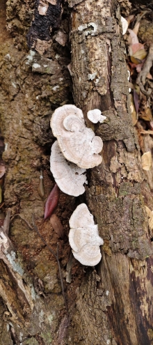 Thumbnail of pic_Derek_Wong_049.jpg