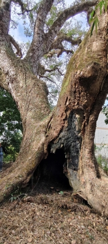 Thumbnail of pic_Derek_Wong_013.jpg