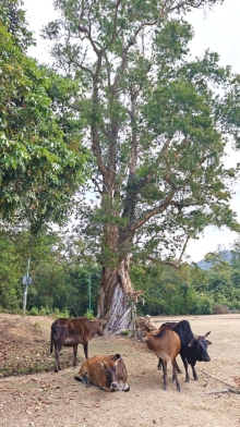 Thumbnail of pic_KL_Sin_041.jpg