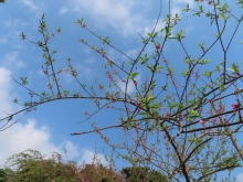 Thumbnail of pic_Sun_Chow_001.JPG