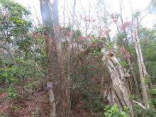 Thumbnail of pic_Sun_Chow_027.JPG