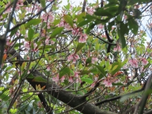 Thumbnail of pic_Sun_Chow_036.JPG