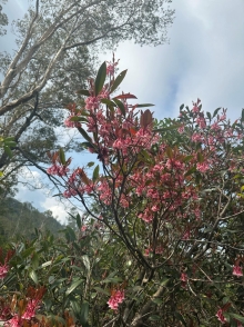 Thumbnail of pic_TB_Tung_007.JPG