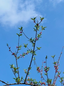 Thumbnail of pic_Winnie_Chung_005.JPG