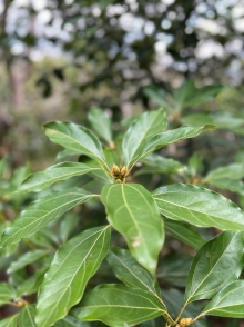 Thumbnail of pic_Winnie_Chung_035.JPG