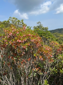 Thumbnail of pic_Winnie_Chung_042.JPG