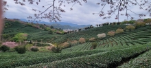 Thumbnail of pic_Teresa_Tse_110.jpg