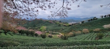 Thumbnail of pic_Teresa_Tse_111.jpg