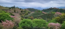 Thumbnail of pic_Teresa_Tse_119.jpg